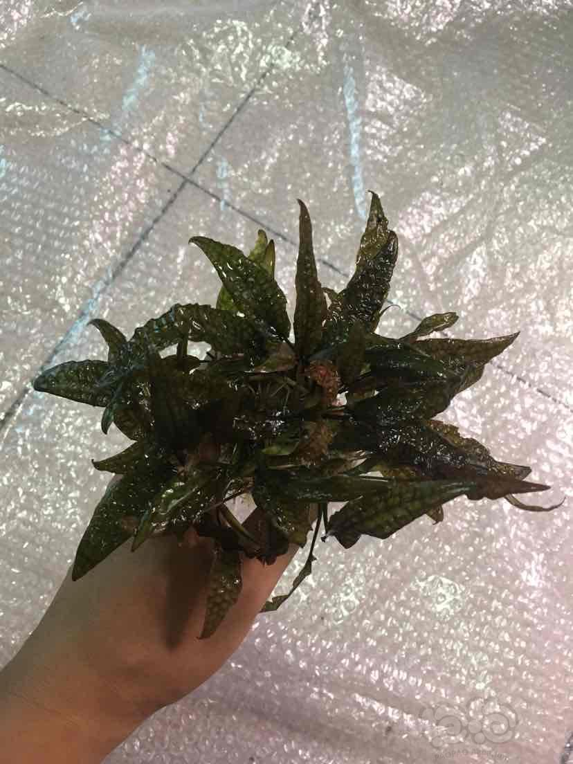 清缸处理凤梨椒草