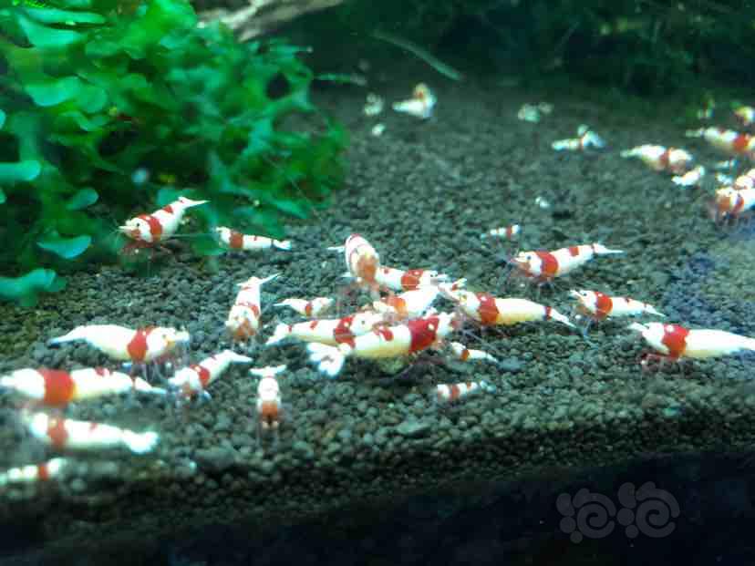 【出售】特惠出售纯血红白水晶虾-图4