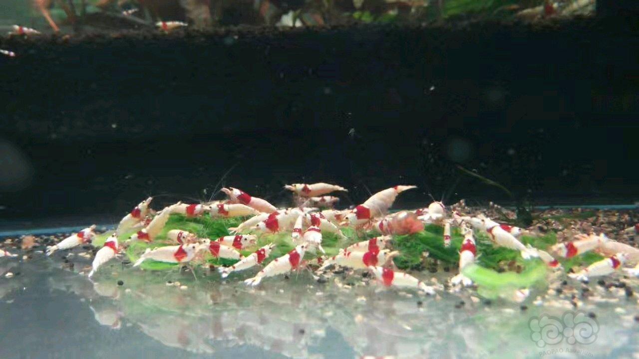 红白水晶虾！-图1