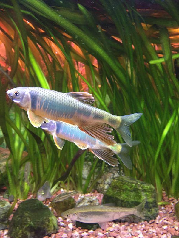 国内原生鱼终于可以看到宽鳍鱲在缸里群游了