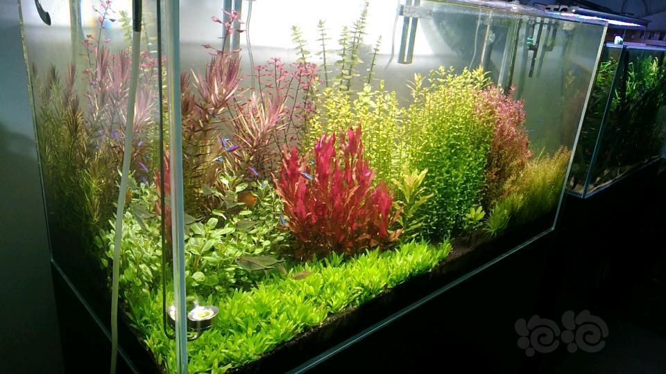 大量叉柱花还有部分其他水草