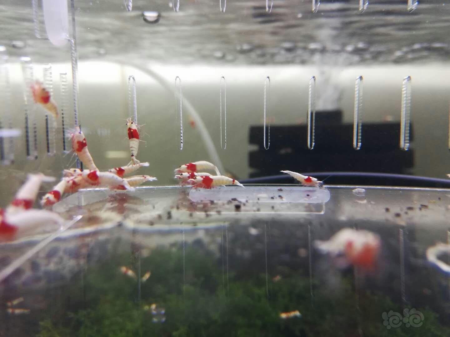 【出售】出售红白纯血水晶虾-图3