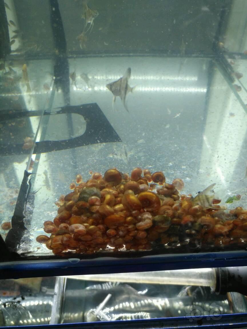 【出售】苹果螺 牛头食土