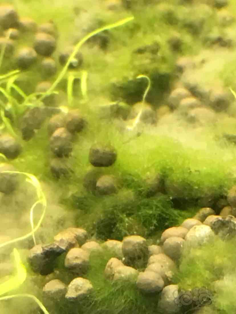 请教下，这个是什么藻？-图3