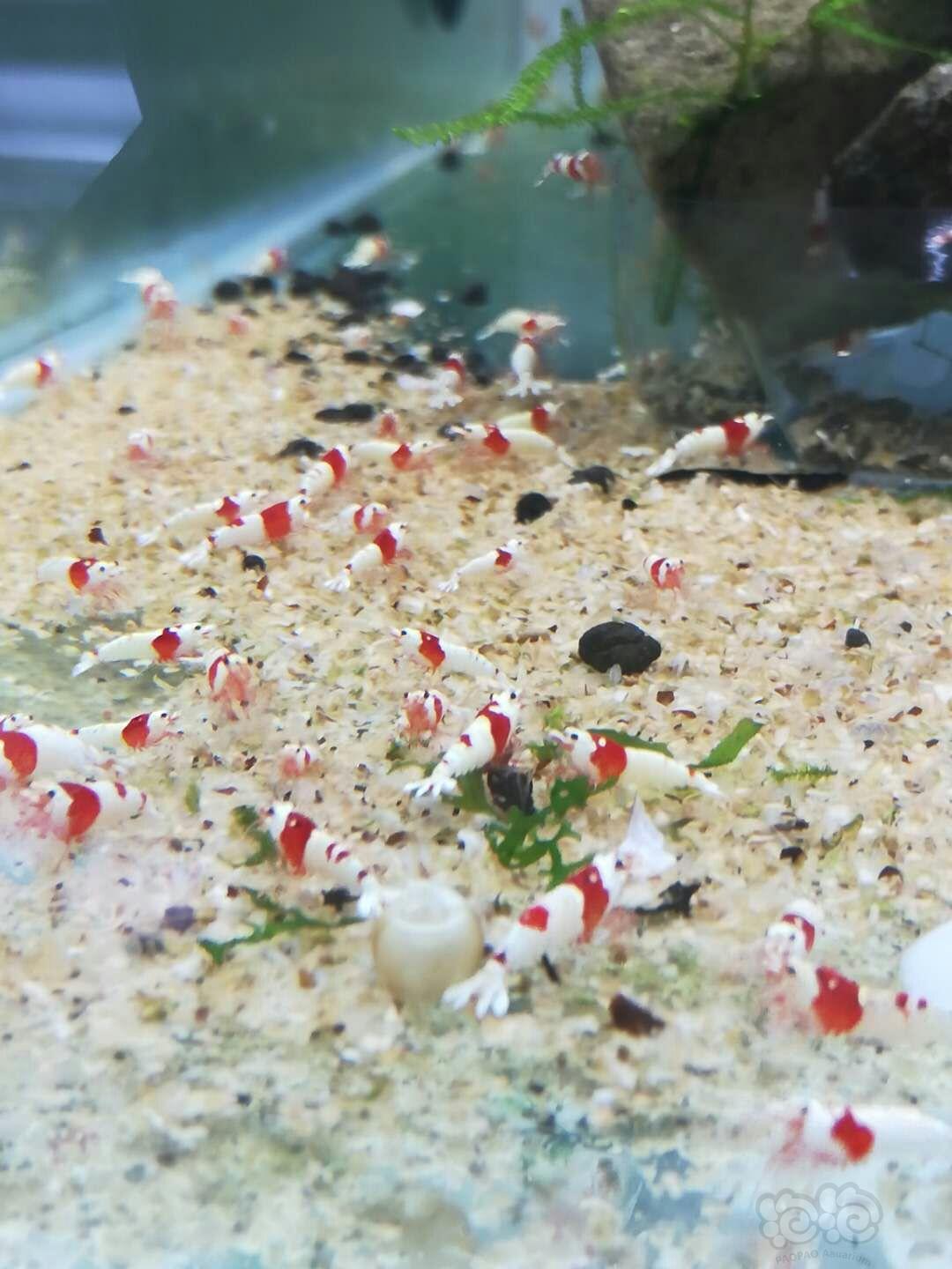 【出售】红白纯血水晶虾-图3
