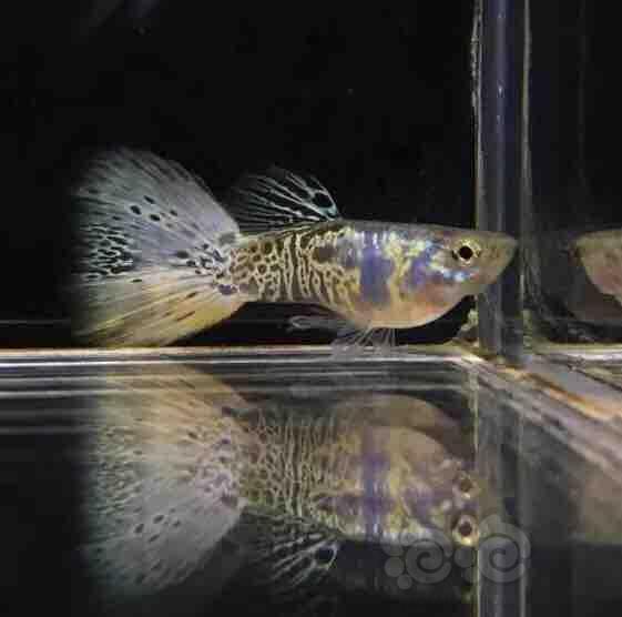 孔雀鱼银河与美杜莎系列孔雀鱼
