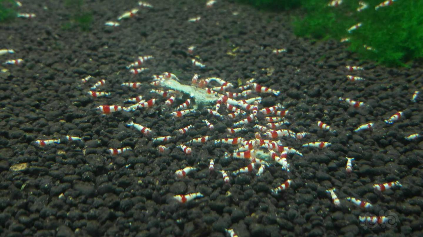 出纯血红白     黑白水晶虾-图3