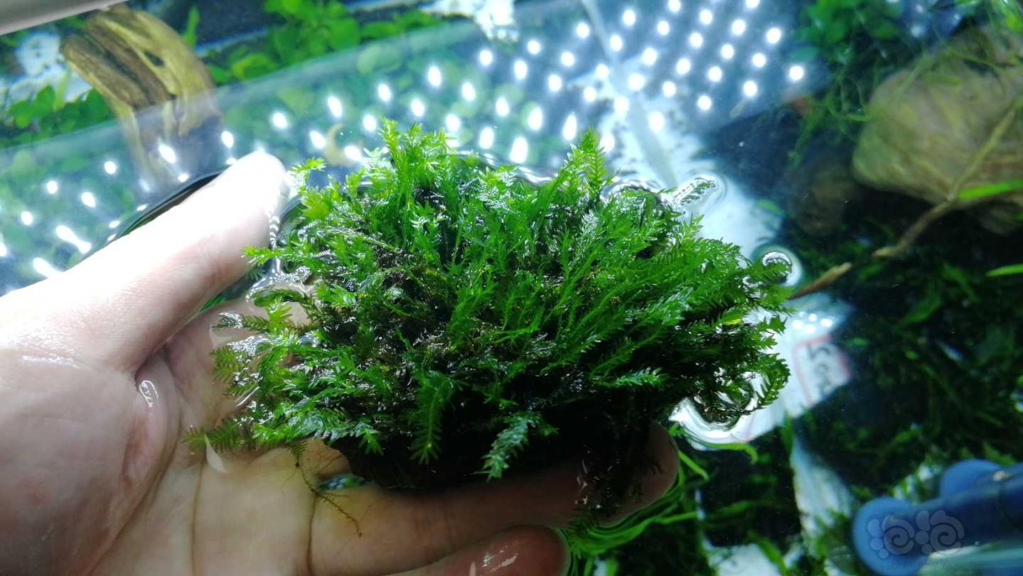 苔藓转水成莫斯图片