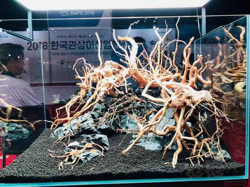 Waterside水族分享第四十四天-韩国水族展上的造景比赛-图2