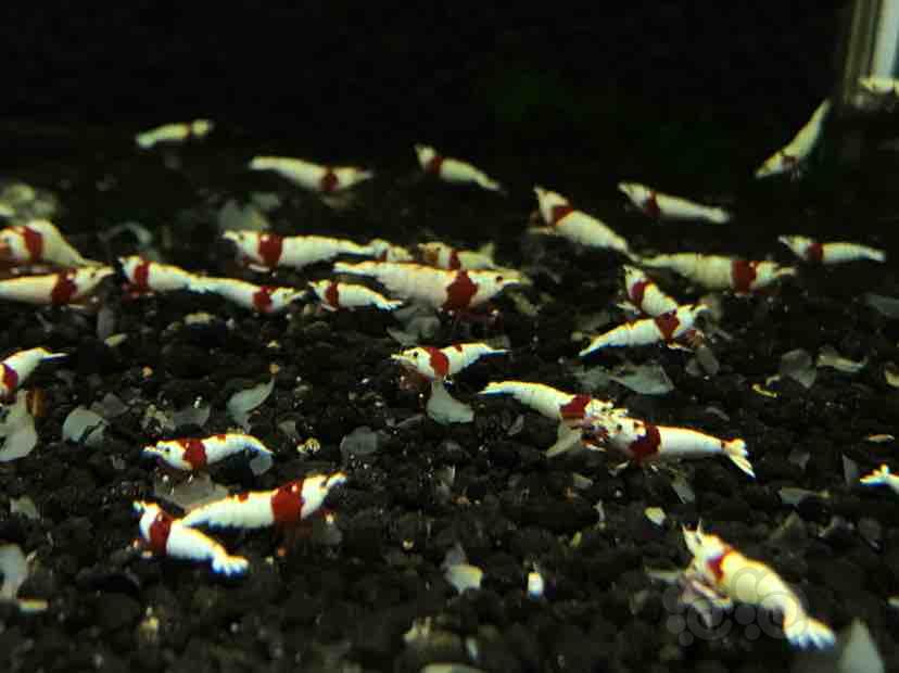 黑白水晶虾红白水晶虾，系统淘汰虾-图5