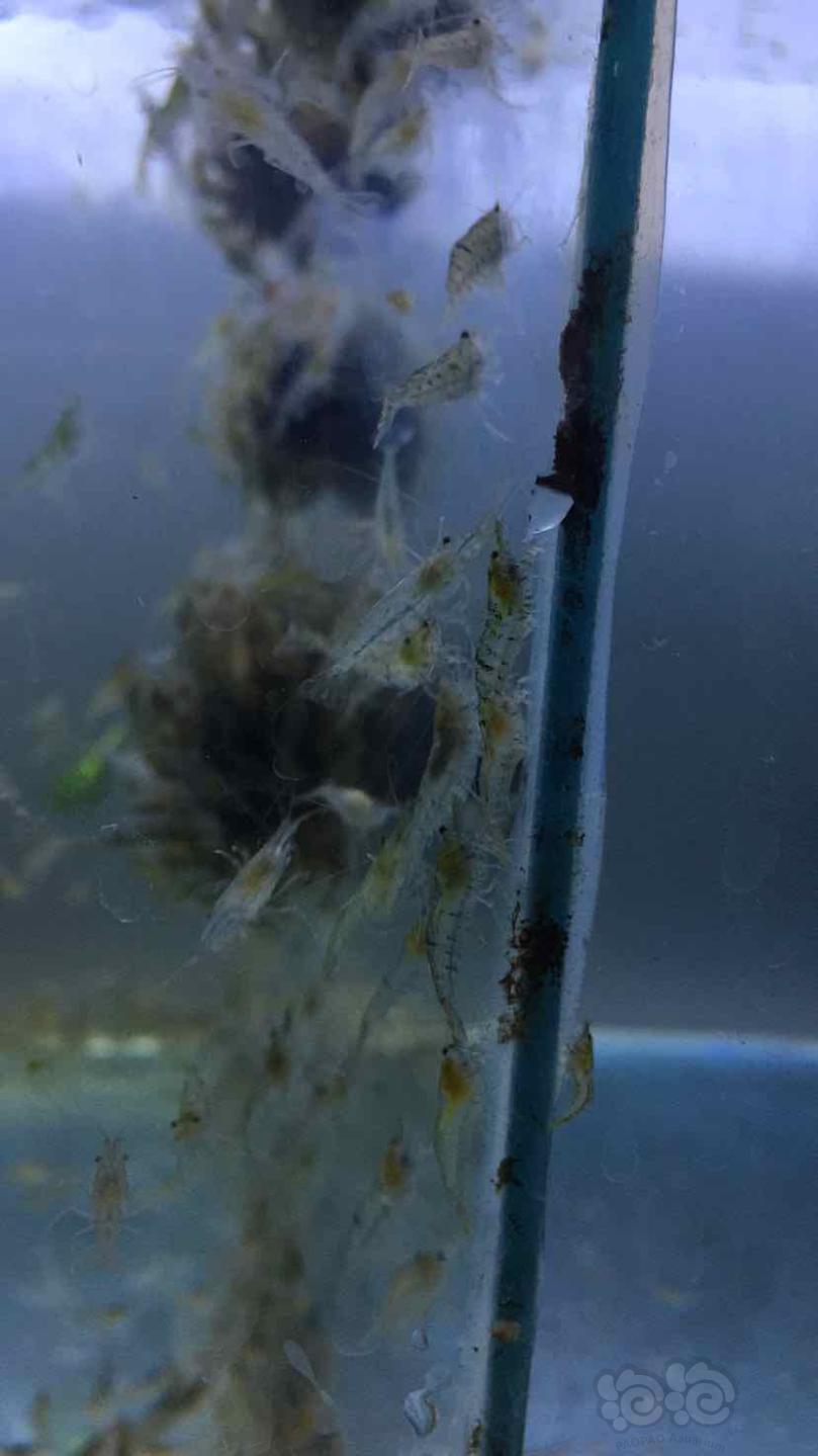 黑壳虾。除藻虾。饲料虾-图2