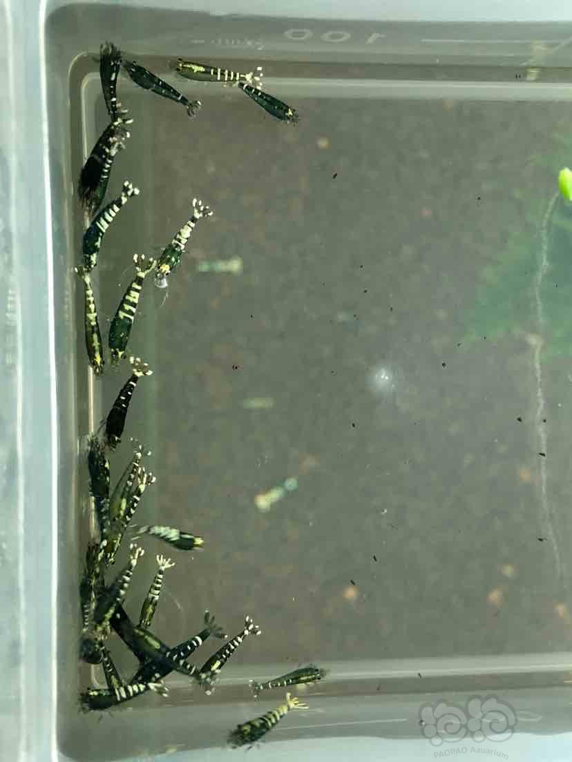 【虾】2018-08-28#RMB拍卖淘汰银河水晶虾一份30只-图2