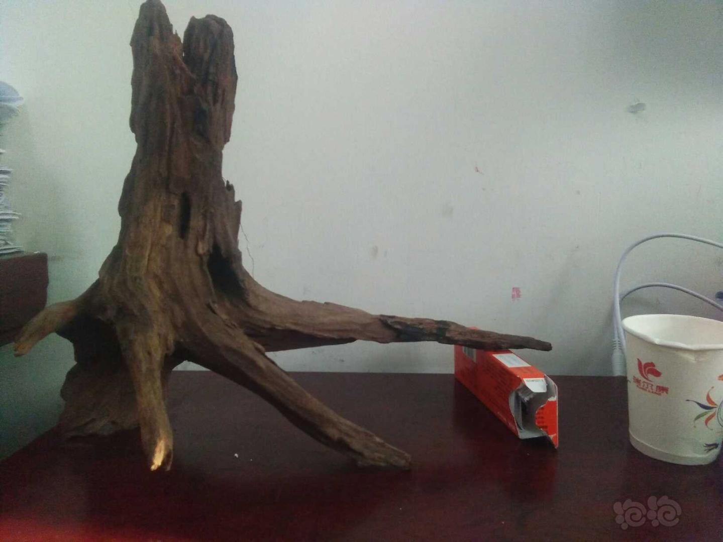【沉木】试出树桩形沉木一个-图4