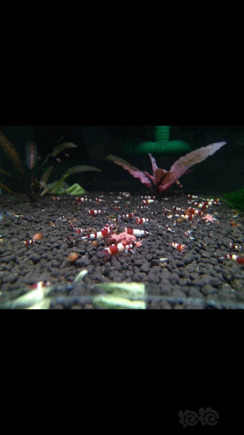 【水晶虾】出售酒红   红姘头   红洞头-图3