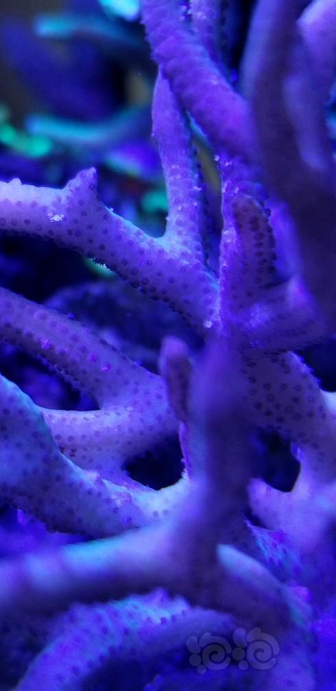 求教这珊瑚是怎么啦？-图1