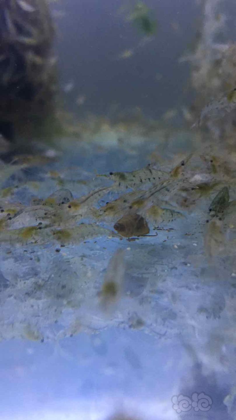 黑壳虾。除藻虾。饲料虾-图6