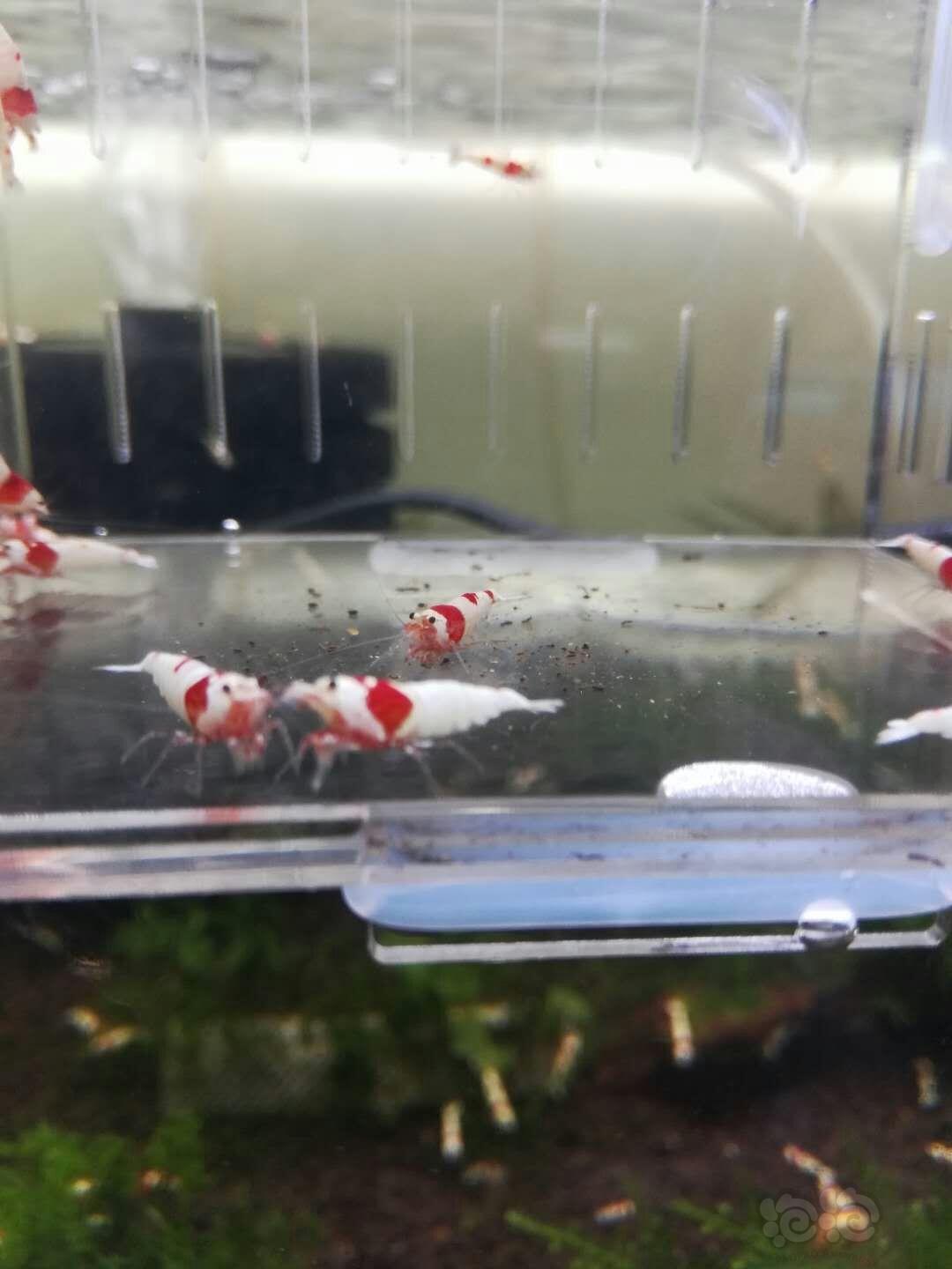 【出售】红白纯血水晶虾-图1