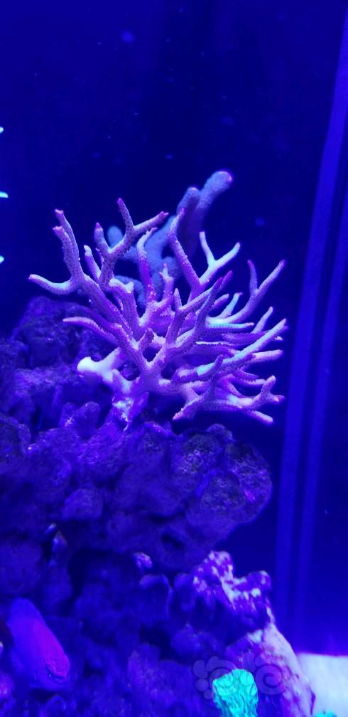 求教这珊瑚是怎么啦？-图4
