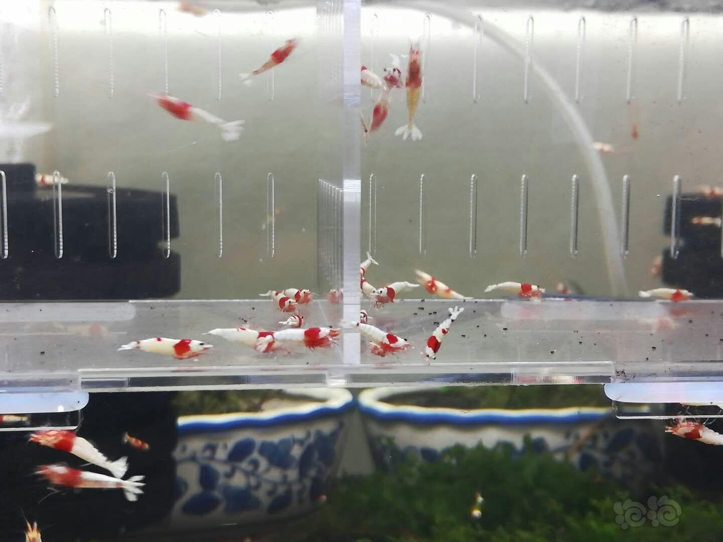 【出售】红白纯血水晶虾-图5