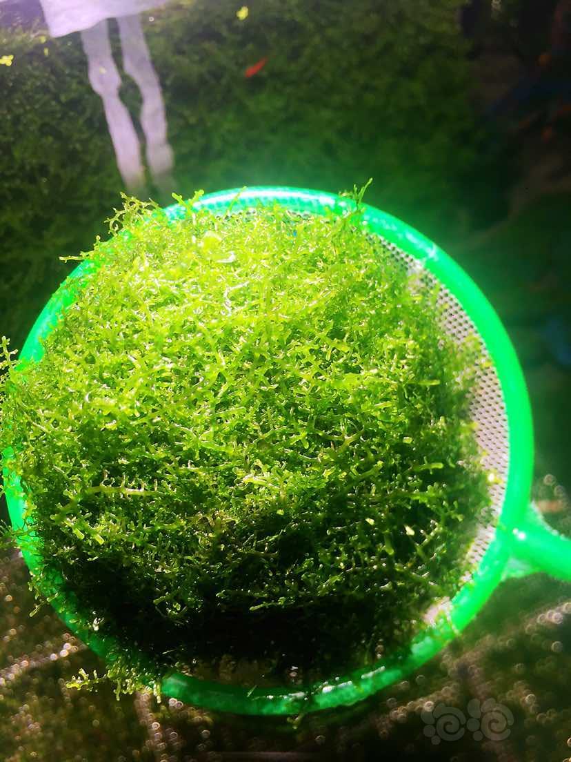 20180830rmb拍卖珊瑚莫斯球