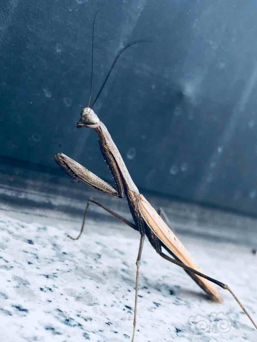 无聊死了发现一只螳螂