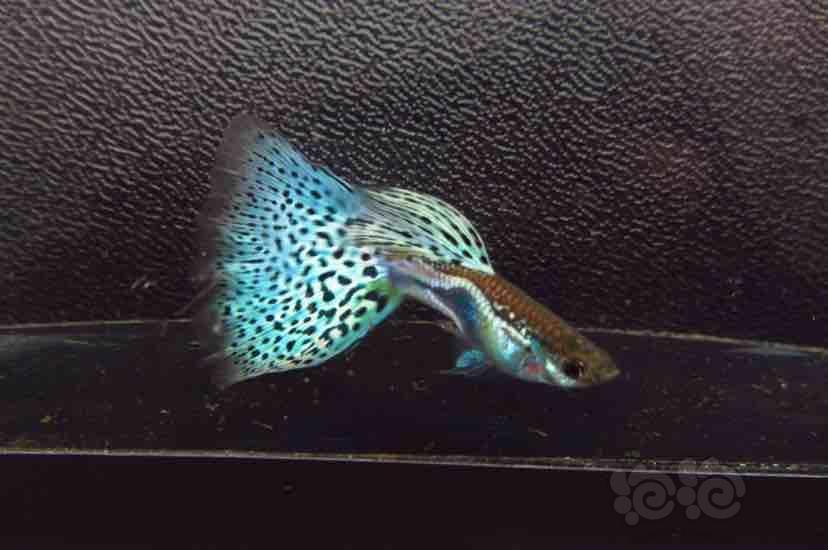 【孔雀鱼】矛尾,圆尾,矛针