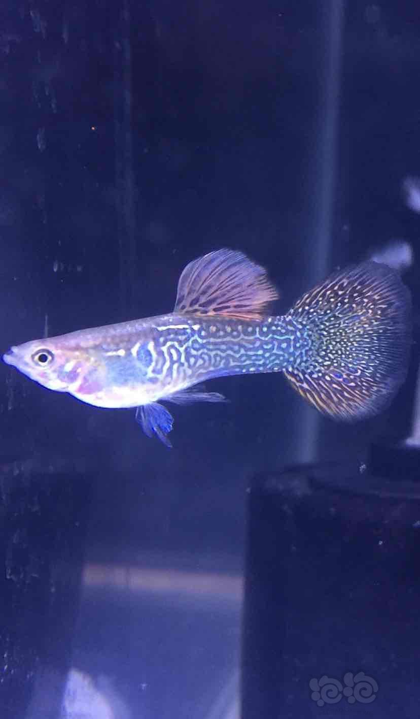 孔雀鱼蓝蕾丝红蕾丝黄蕾丝紫蕾丝