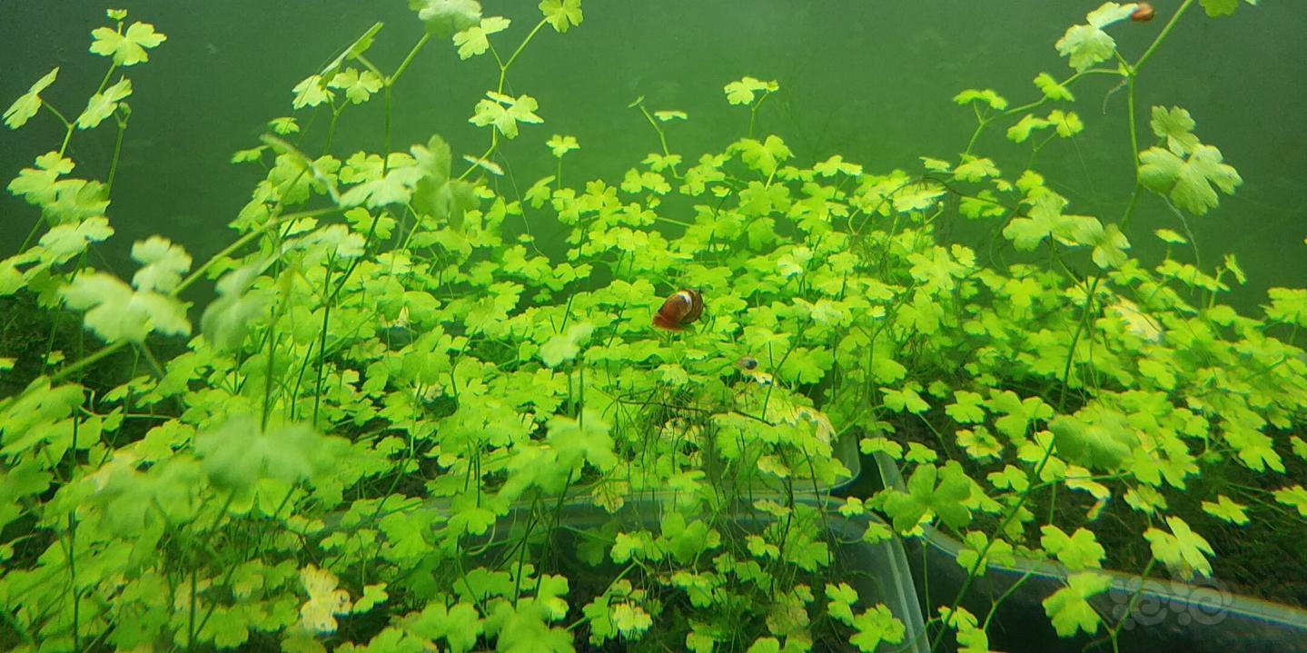 【求购】求购 天湖葵水草 多点比较好 有的请联系