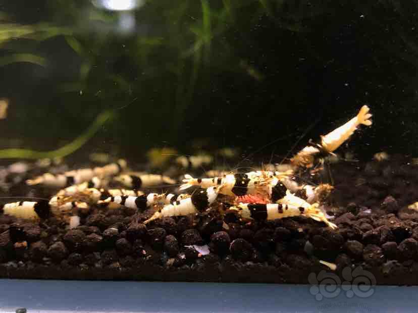 黑白水晶虾红白水晶虾，系统淘汰虾-图2
