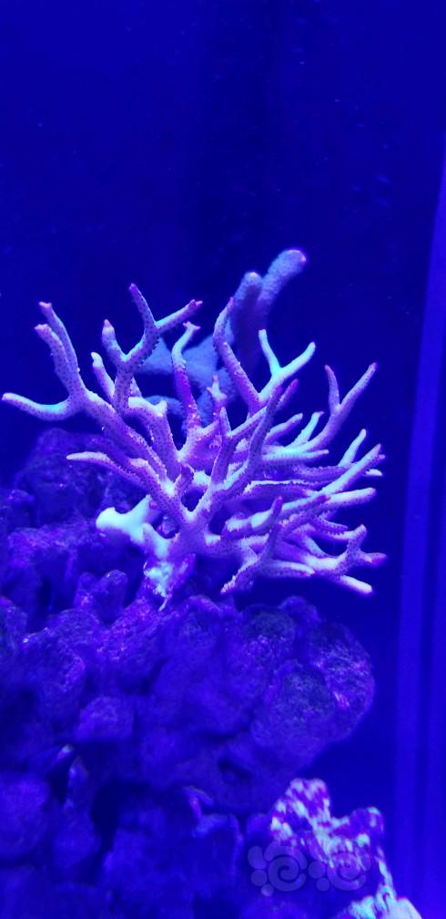 求教这珊瑚是怎么啦？-图6