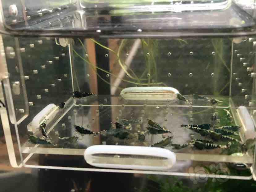 【虾】2018-08-28#RMB拍卖淘汰银河水晶虾一份30只-图4