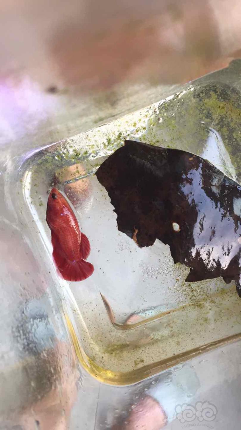 【热带鱼】出精品印尼斗鱼自己繁殖-图2