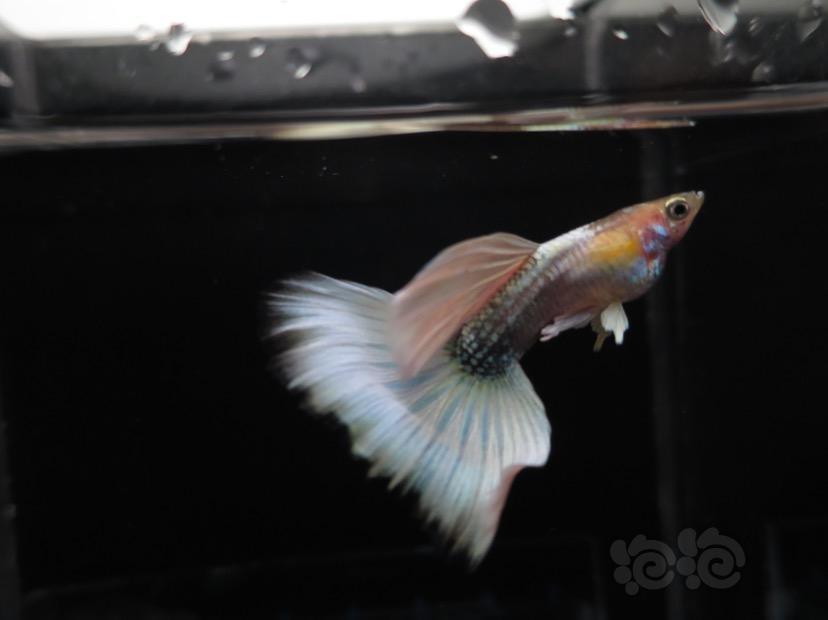 【孔雀鱼】白金礼服!! - 泡泡水族