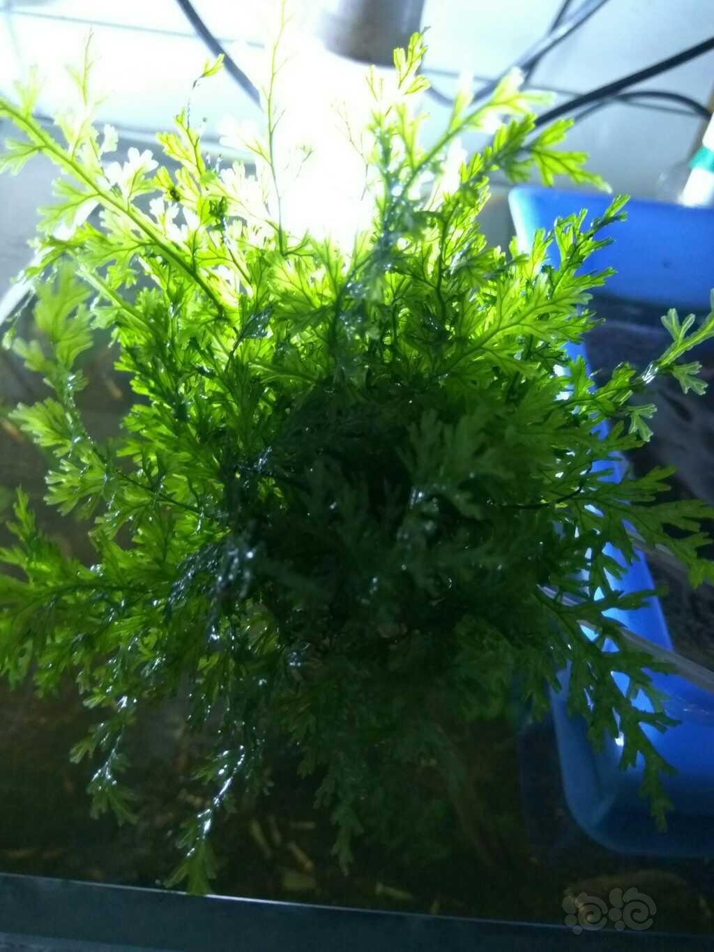 晒晒我的果露蕨