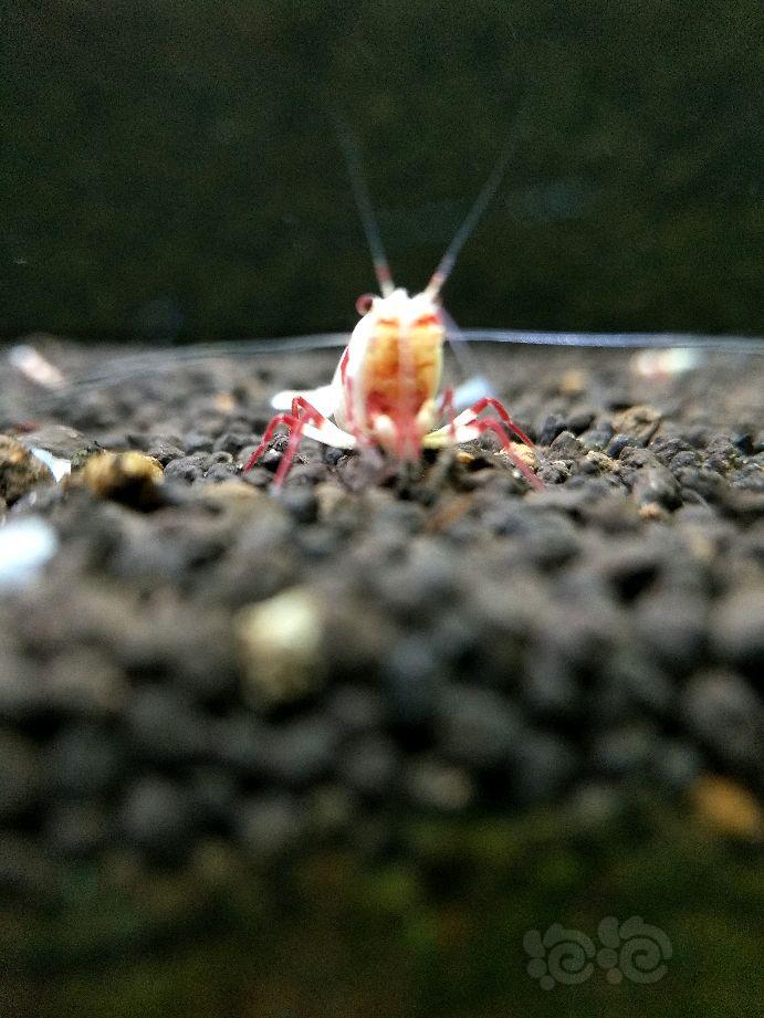 红白水晶虾白蛆-图2