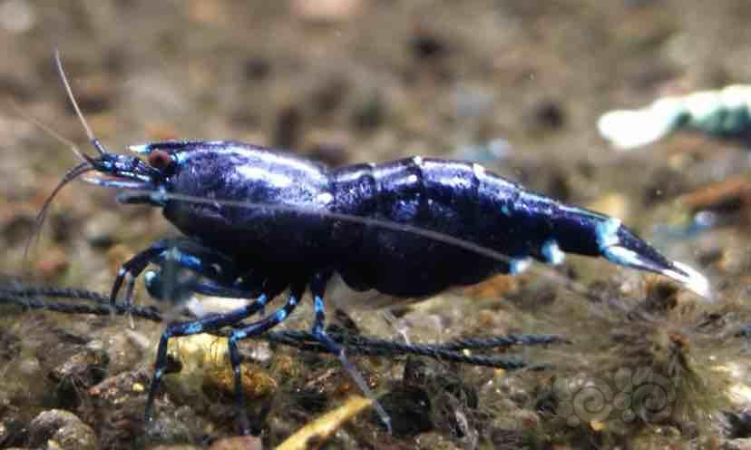 来一张紫色特写标题长一点要不发不出去