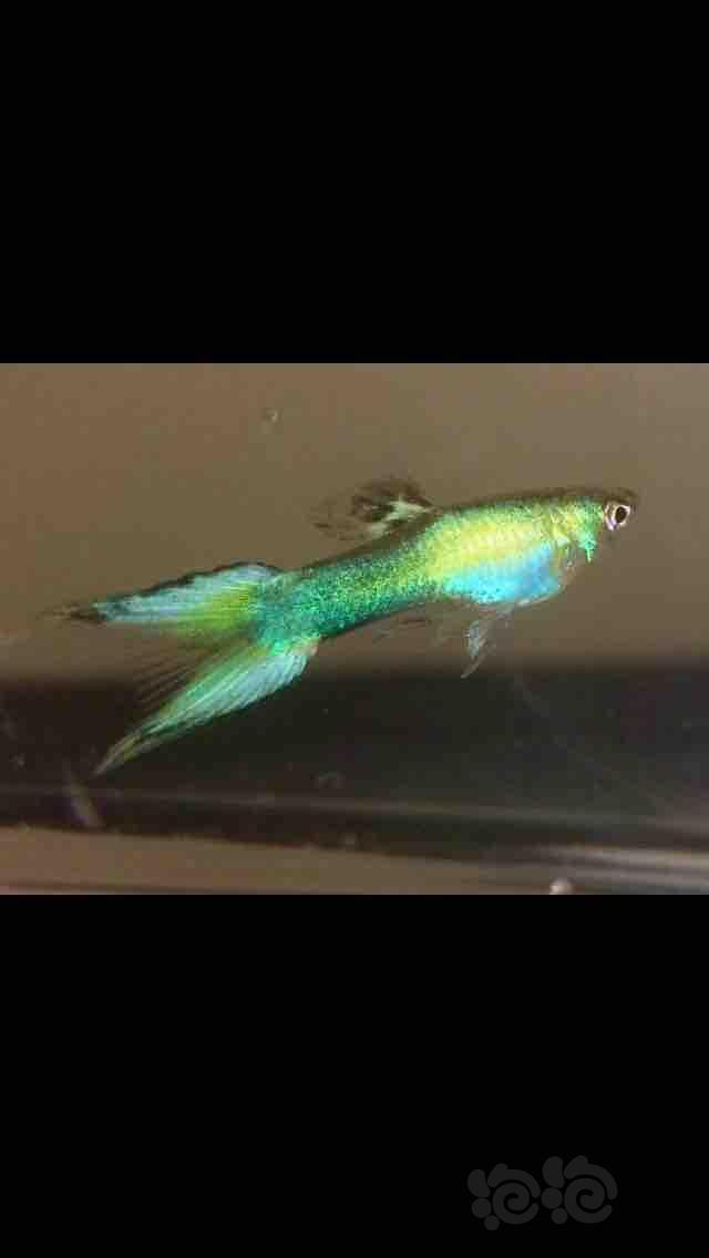 孔雀鱼特殊尾形鱼