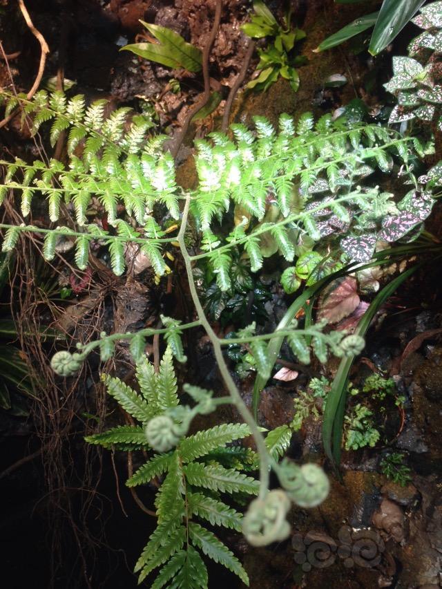 雨林大蕨大蕨大家欣赏