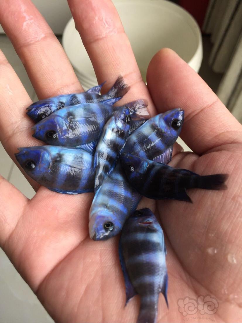 热带鱼代友出萨伊蓝f1