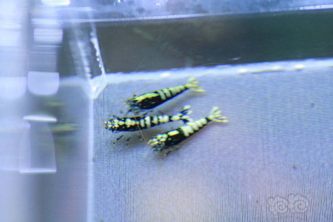 蓝蟒基因公虾3只-图4