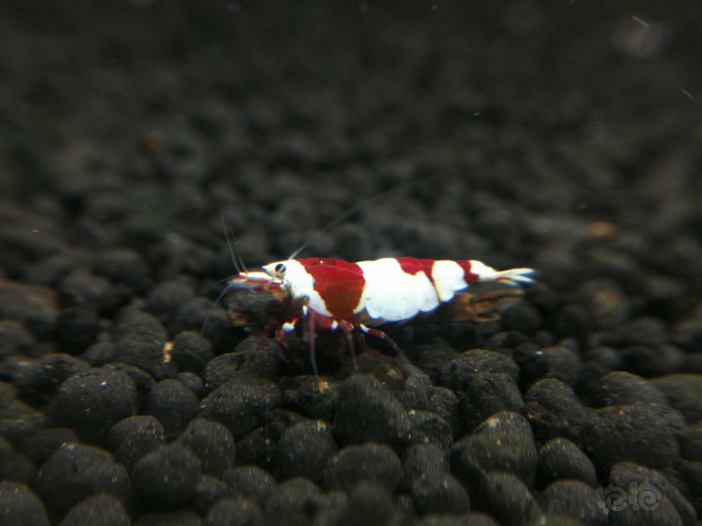 红白水晶虾-图2