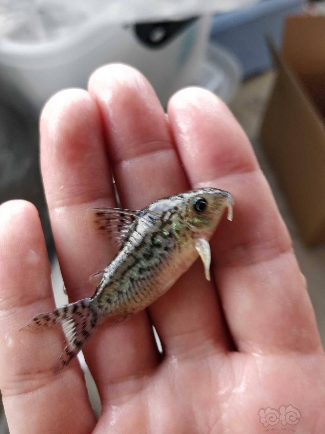 热带鱼出售野生大花网鼠