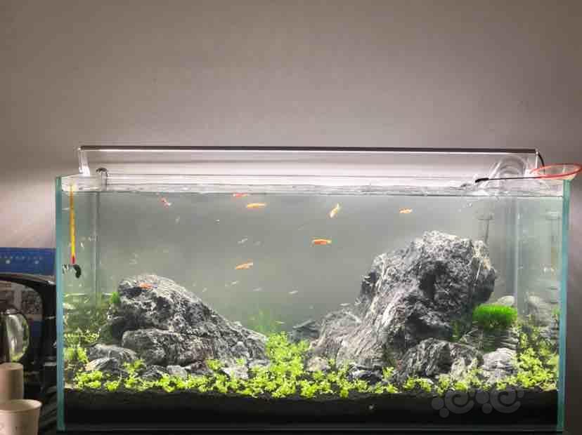 我的90青龙石造景