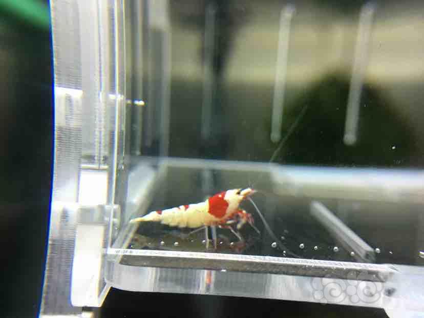 【虾】2018-9-2★RMB拍卖红白水晶虾一份10只-图6
