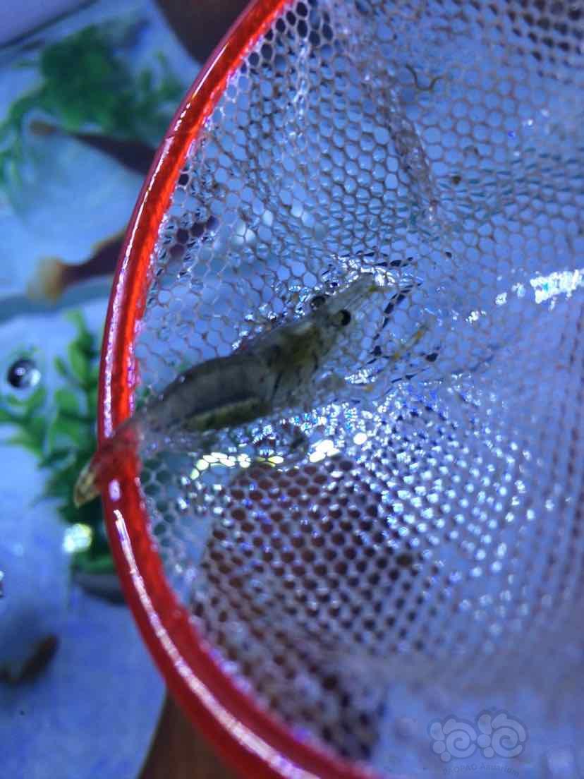 这只虾什么时候会生