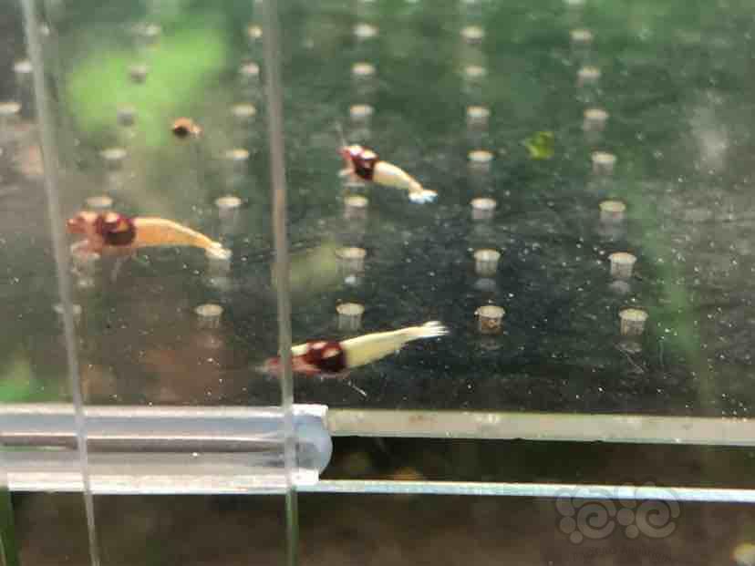 【虾】2018-09-07＃RMB拍卖红洞头水晶虾一份-2-图4