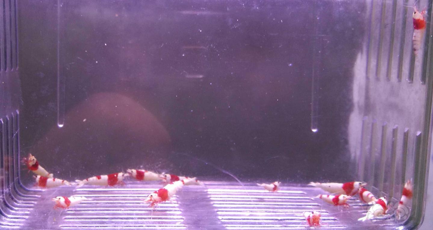 红白水晶虾一份15只-图1