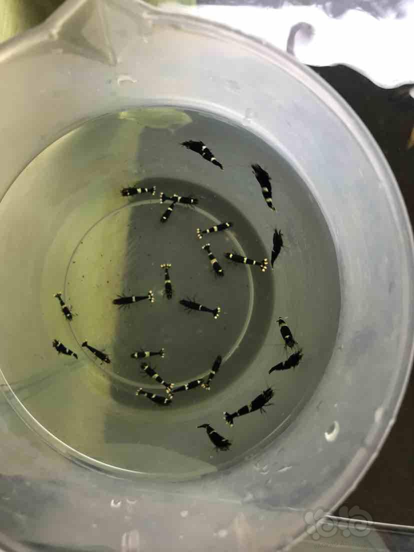【虾】2018-09-18#RMB拍卖黑金刚索公虾一组24只-图3