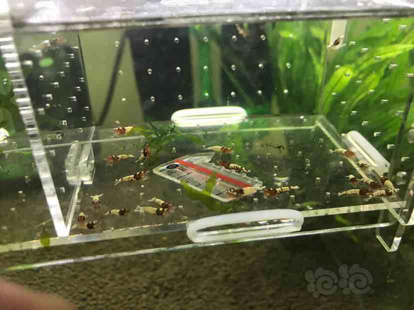 【虾】2018-9-4#RMB拍卖红洞头少洞一份18只-图4