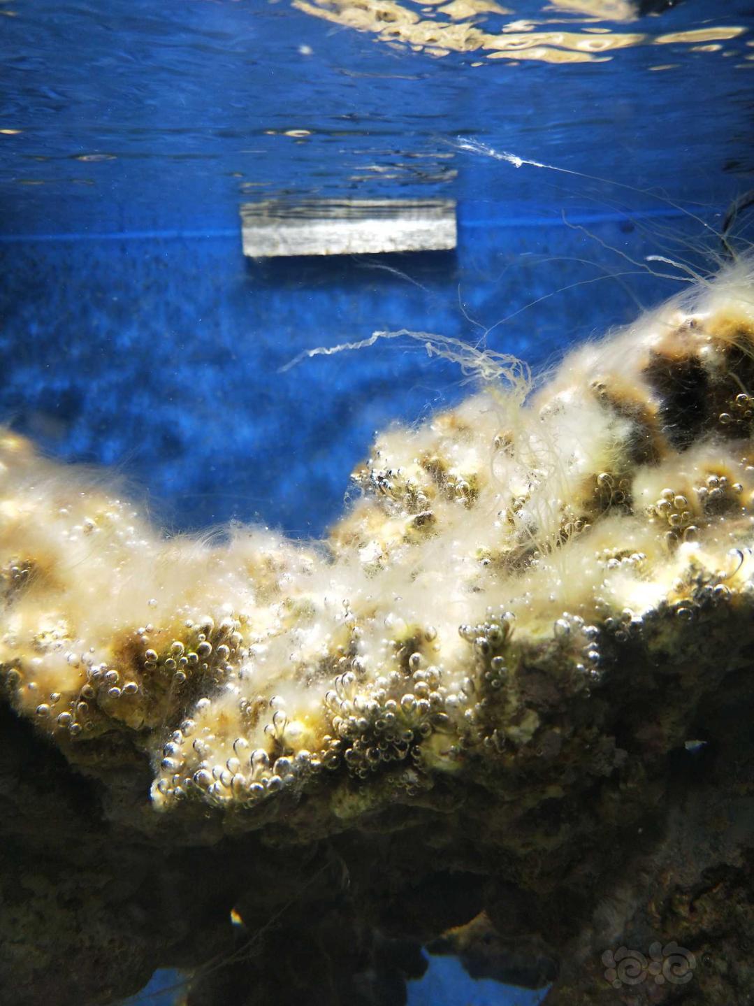 海缸爆藻-图5